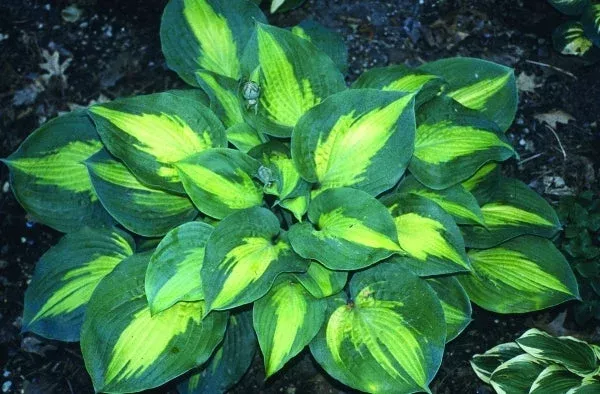 hosta-st-paul Hosta ‘St. Paul’