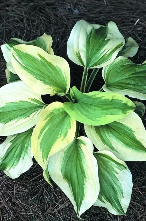hosta-sweet-innocence-ppaf Hosta ‘Sweet Innocence’ PPAF