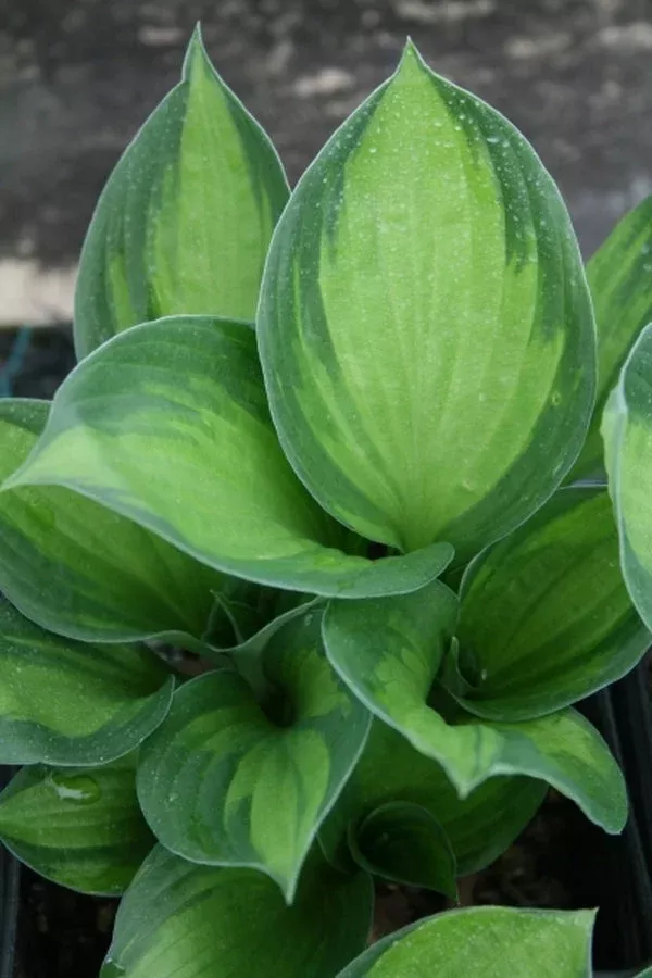 hosta-whirlwind-tour Hosta ‘Whirlwind Tour’