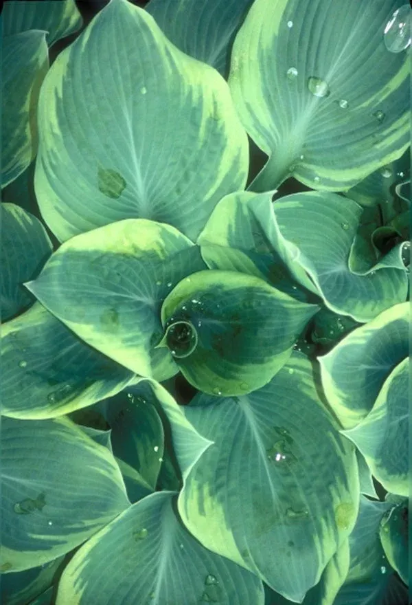 hosta-wooly-mammoth Hosta ‘Wooly Mammoth’