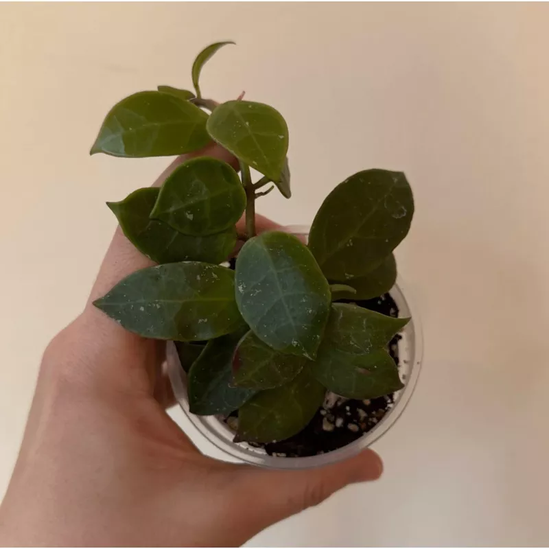 Hoya lacunosa x obscura