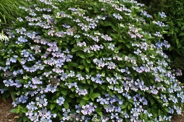 Hydrangea macrophylla f. normalis ‘Beaute Vendomoise’