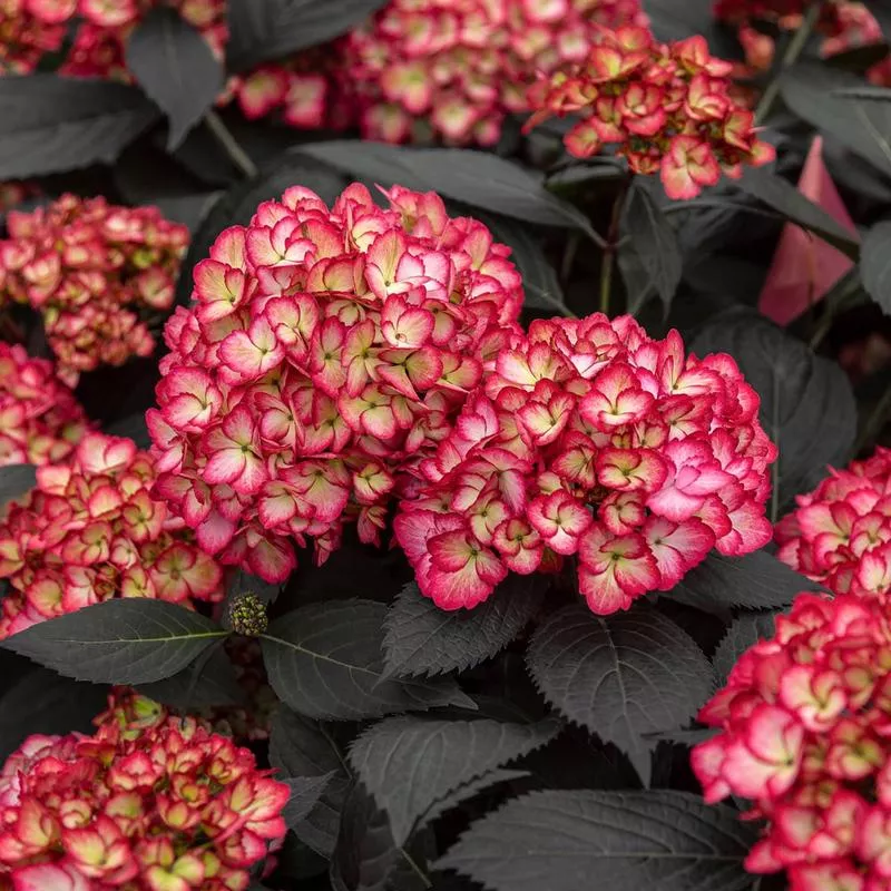 Hydrangea macrophylla ‘Hokomabavi’ Frill Ride