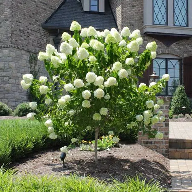 hydrangea-pan-limelight-tree-form Hydrangea pan. ‘Limelight’ – Tree Form