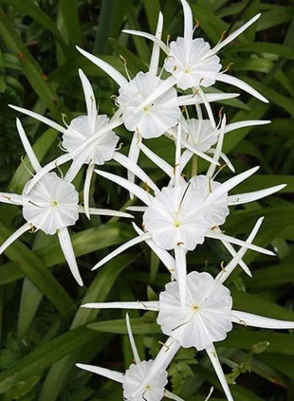 hymenocallis-traubii Hymenocallis traubii