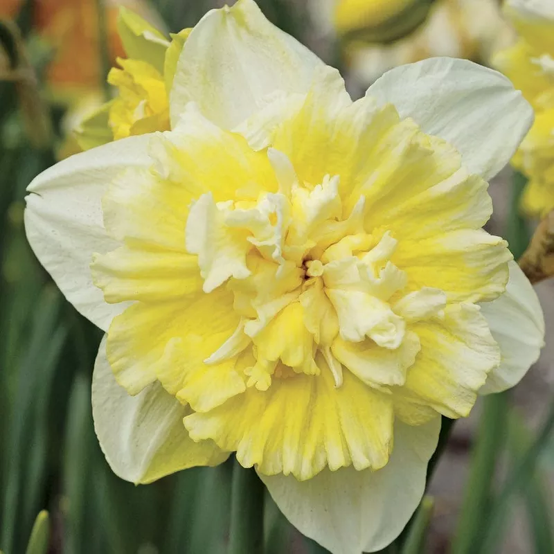 ice-king-daffodil-bulbs ‘Ice King’ Daffodil Bulbs