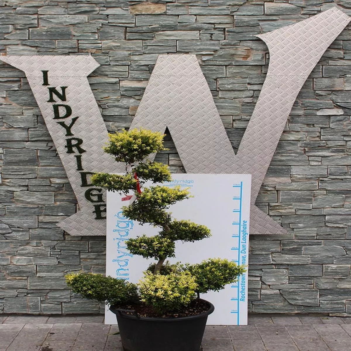 ilex-crenata-clt-50-h-100-120-cm-bonsai-toscano ILEX CRENATA CLT 50 H 100 – 120 CM BONSAI TOSCANO