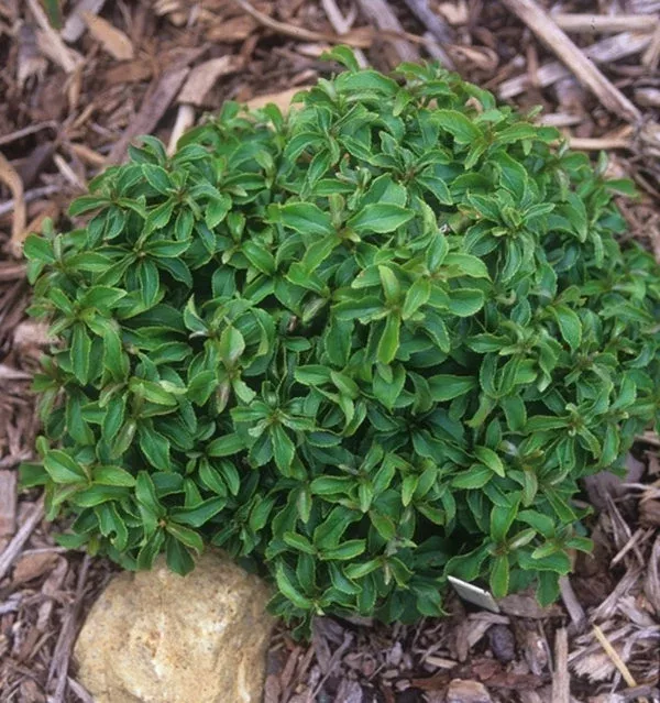 Itea virginica ‘Shirley’s Compact’