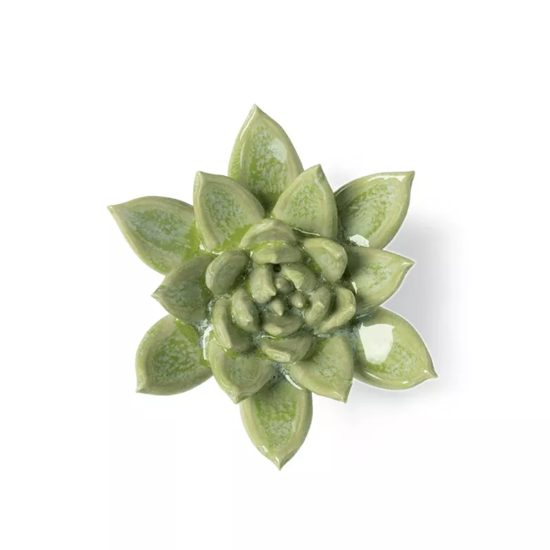 #JA20 Pea Green Ghost Succulent Small Succulent Green