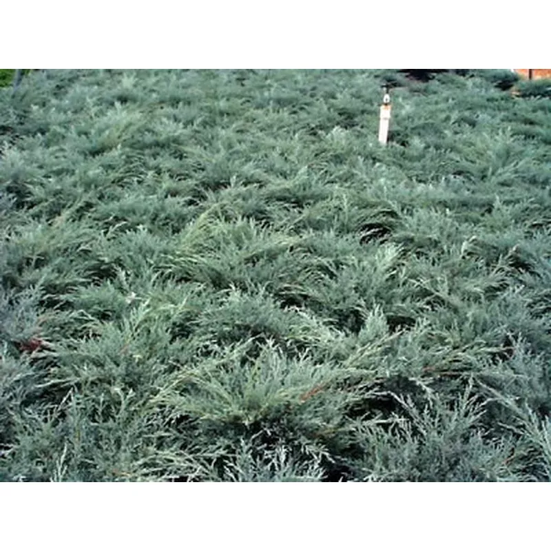 Juniperus chin. ‘Angelica Blue’
