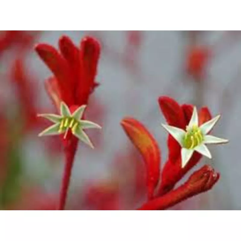 kangaroo-paw-anigozanthos-landscape-scarlet-14cm-pot KANGAROO PAW – ANIGOZANTHOS LANDSCAPE SCARLET 14CM POT