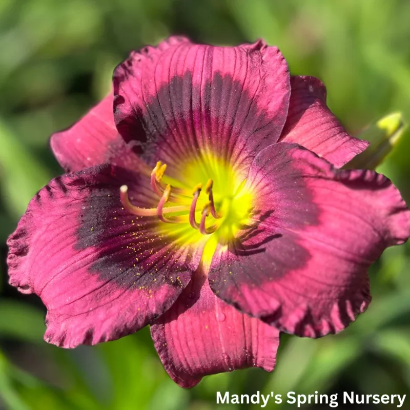 kansas-kitten-reblooming-daylily-hemerocallis-kansas-kitten ‘Kansas Kitten’ Reblooming Daylily | Hemerocallis ‘Kansas Kitten’