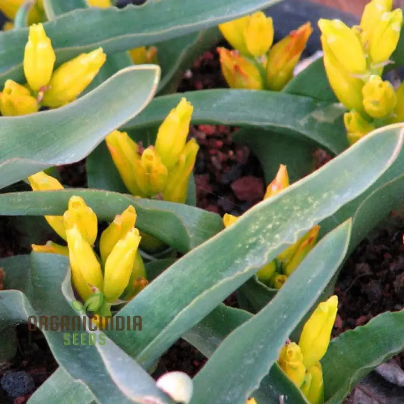 lachenalia-reflexa-flower-seeds-elevate-your-gardening-experience-with-unique-co Lachenalia Reflexa Flower Seeds: Elevate Your Gardening Experience with Unique and Colorful Blooms!