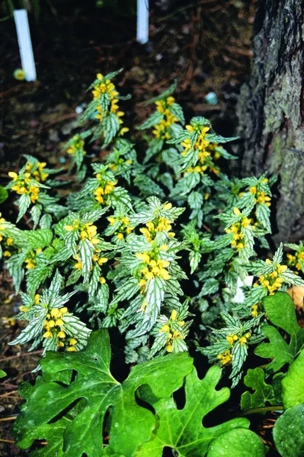 Lamium galeobdolon ‘Petit Point’