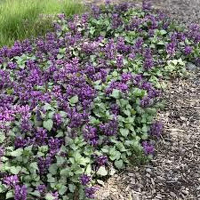 lamium-mac-ghost Lamium mac. ‘Ghost’