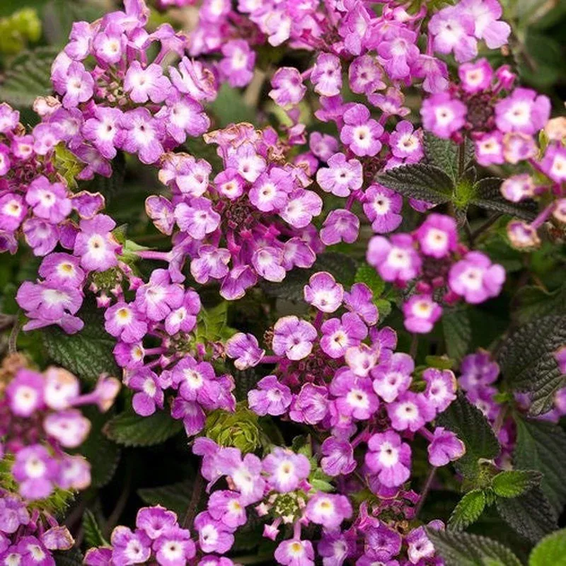 Lantana ‘Luscious Grape’