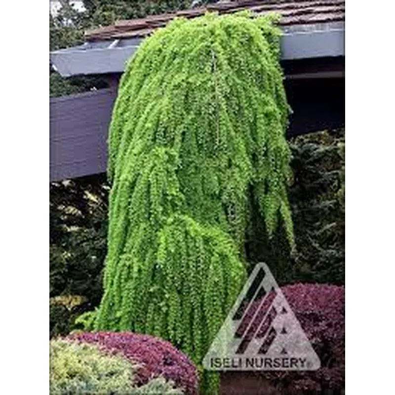 Larix decid. ‘Pendula’