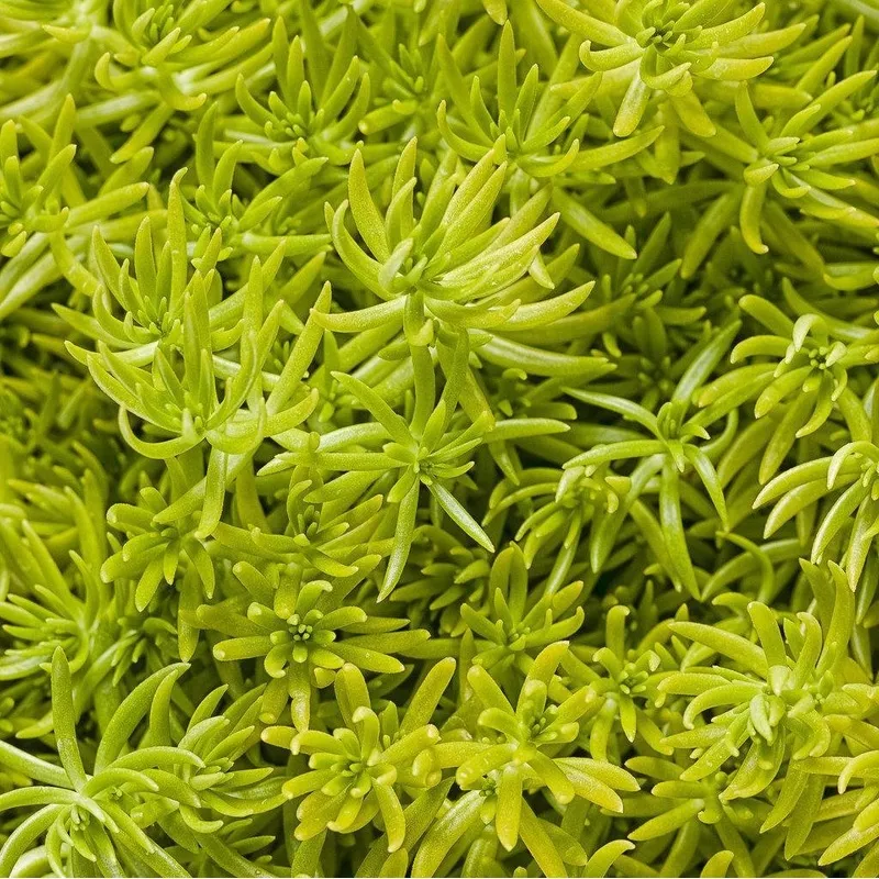 lemon-coral-sedum-proven-winners Lemon Coral Sedum | Proven Winners