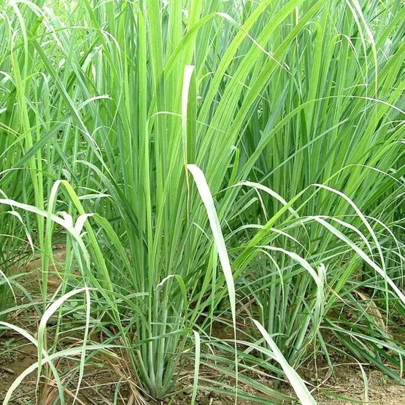 lemongrass-cymbopogon-citratus-herb-seeds-planting-heirloom-non-gmo-perennial-ea Lemongrass (Cymbopogon citratus) Herb Seeds for Planting Heirloom Non-GMO Perennial Easy to Grow