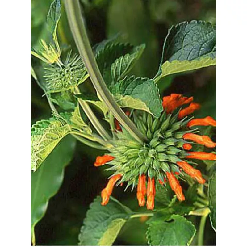 Leonotis ‘Tall Lions Ear’