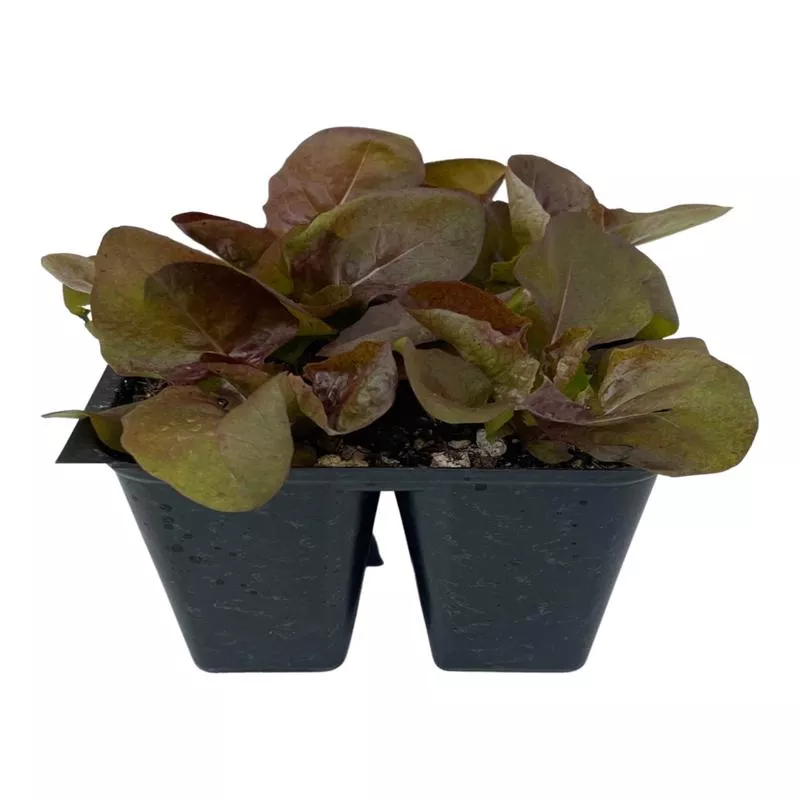 Lettuce ‘Red Butter’