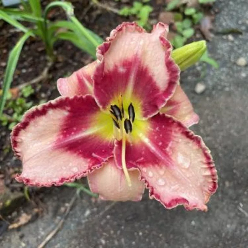 lies-lipstick-reblooming-daylily-hemerocallis ‘Lies & Lipstick’ Reblooming Daylily | Hemerocallis