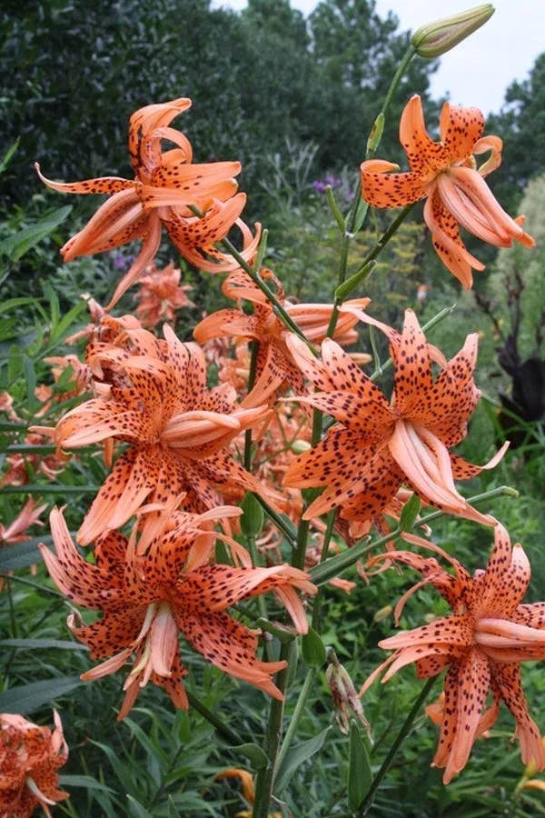 Lilium lancifolium ‘Florepleno’
