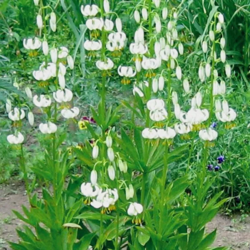Lilium martagon WHITE TURK’S CAP