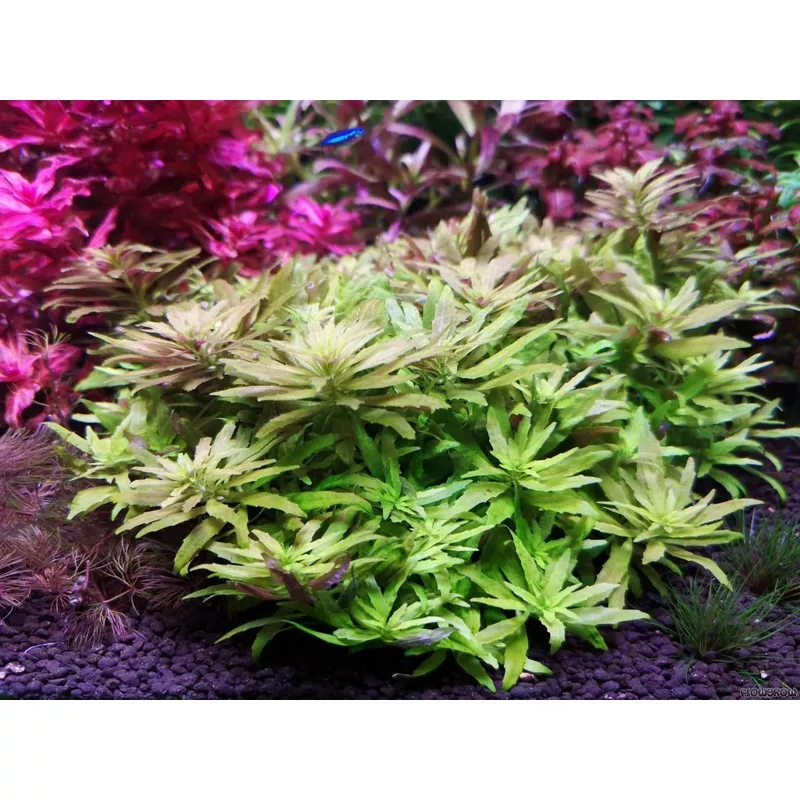 Limnophila aromatica ‘Kalmantan mini’