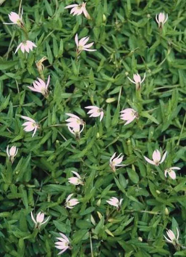 Lobelia chinensis