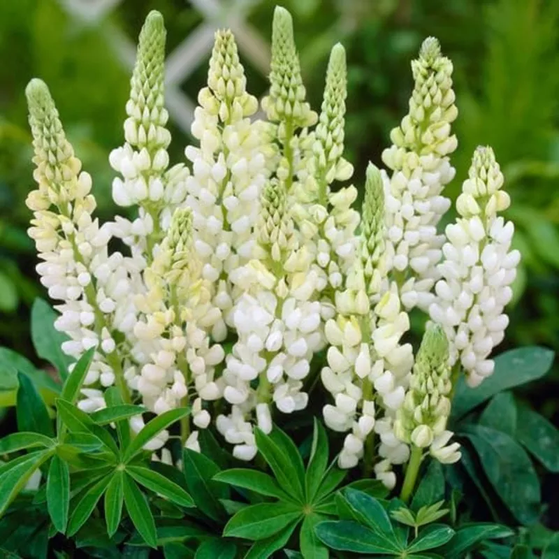 lupine-flower-white-heirloom-non-gmo-seeds Lupine Flower White – Heirloom, Non – Gmo Seeds