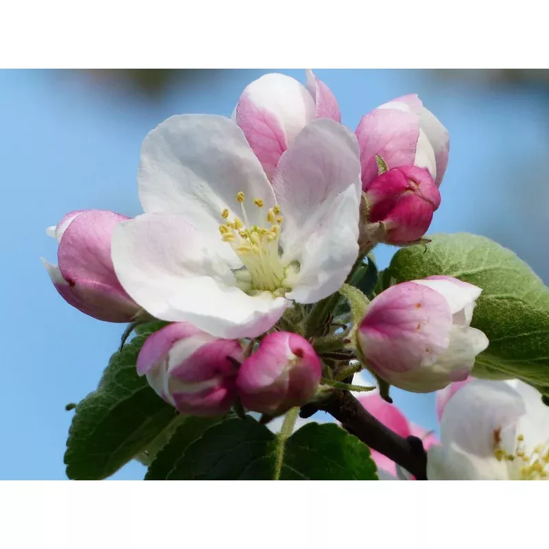 malus-fuji-apple Malus ‘Fuji’ – Apple