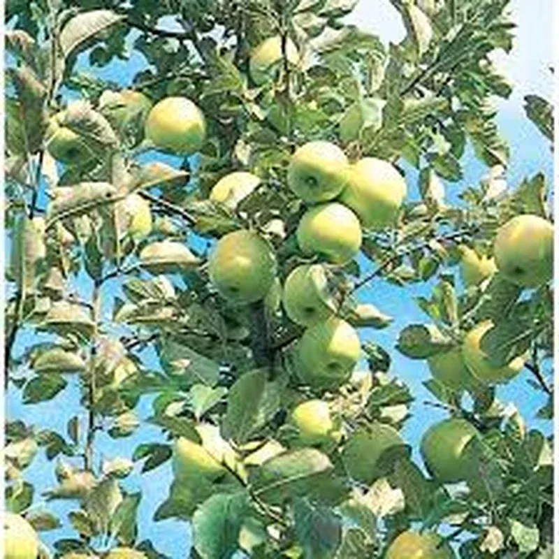 malus-honeygold Malus ‘Honeygold’