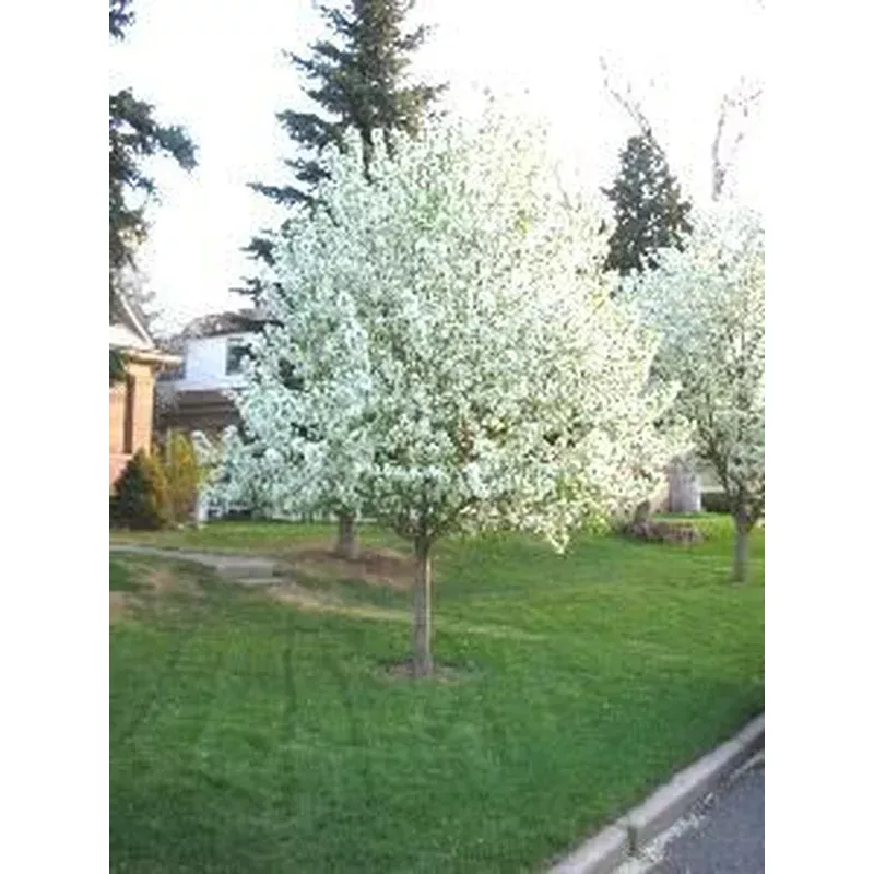 Malus ‘Springsnow’ – Crabapple