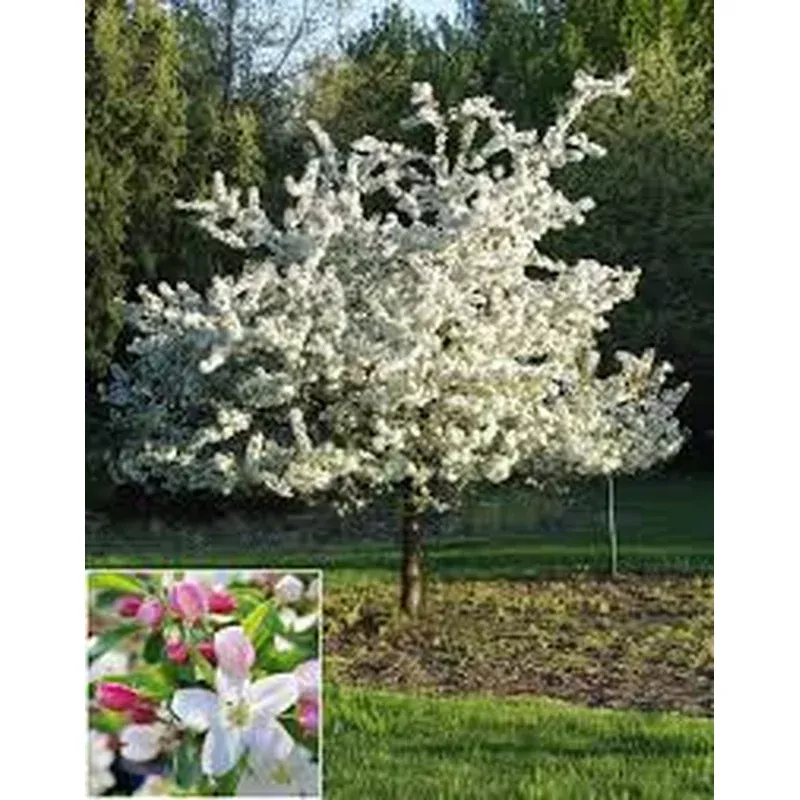 Malus x Sugar Tyme