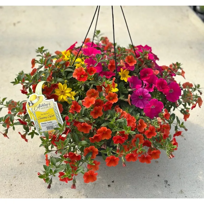 mambo-combo-hanging-basket “Mambo” Combo Hanging Basket