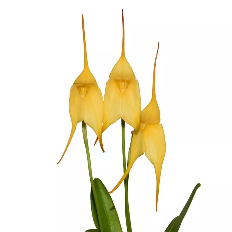 Masdevallia Bonsall Sun Shine