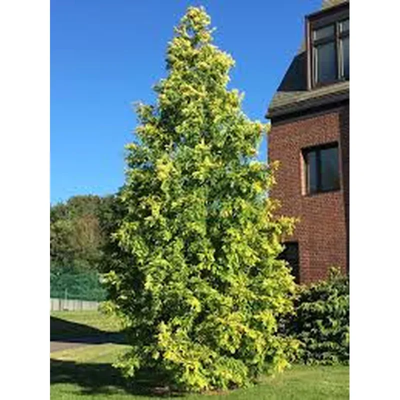 metasequoia-glyp-gold-rush Metasequoia glyp. ‘Gold Rush’