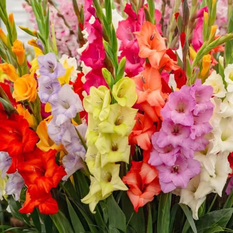 mixed-gladiolus-flower-heirloom-non-gmo-seeds Mixed Gladiolus Flower – Heirloom, Non – Gmo Seeds