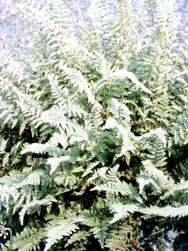 Myriopteris rufa ‘Davis Mountains’