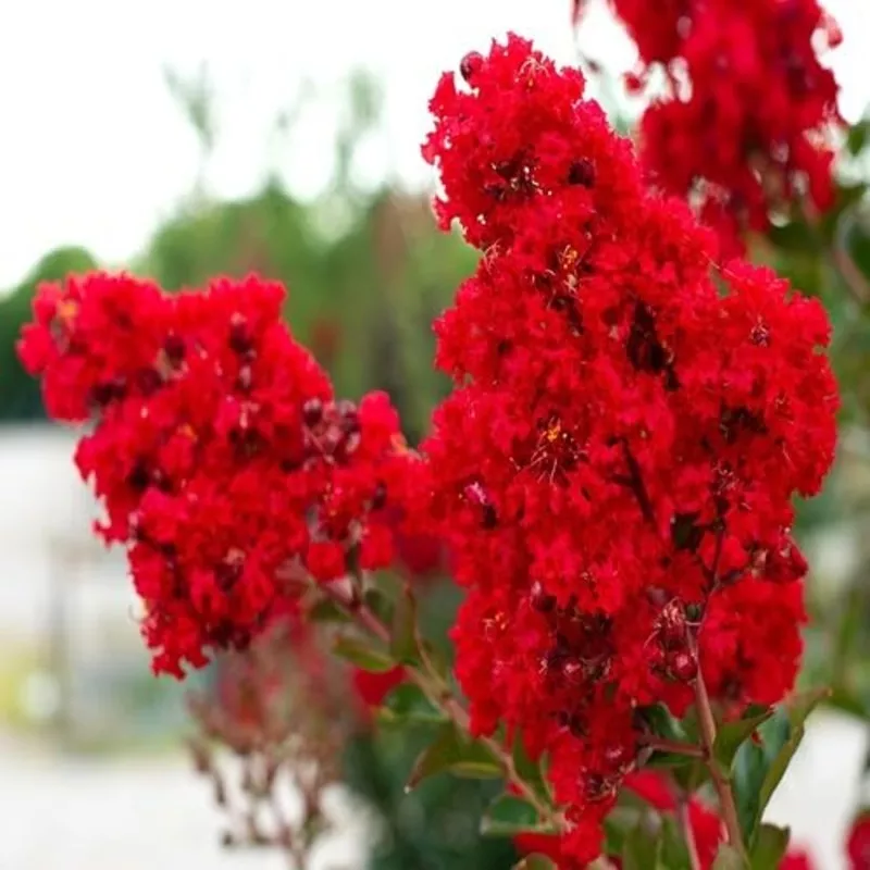 Myrtle Flower Red – Heirloom, Non – Gmo Seeds
