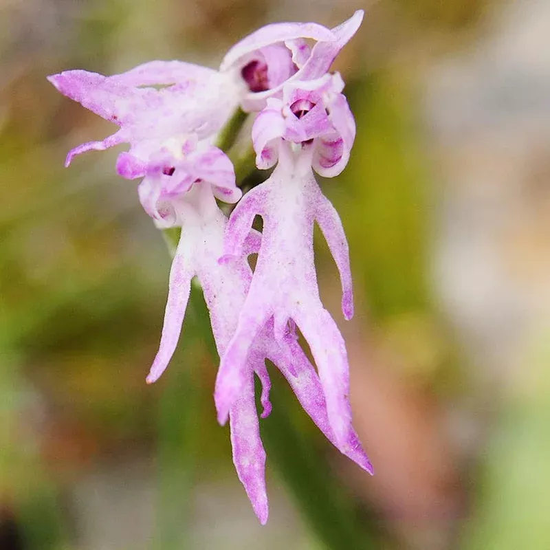 naked-man-orchid-flower-seeds-planting-heirloom-non-gmo-unique-perennial Naked Man Orchid Flower Seeds for Planting Heirloom Non-GMO Unique Perennial