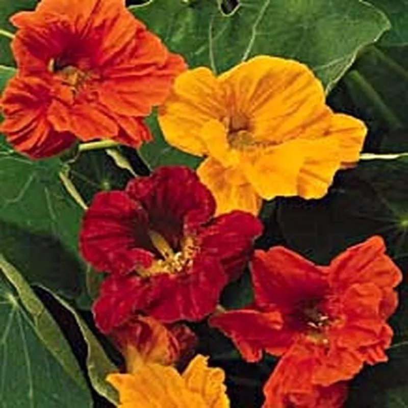 NASTURTIUM JEWEL MIX – 4″ POT