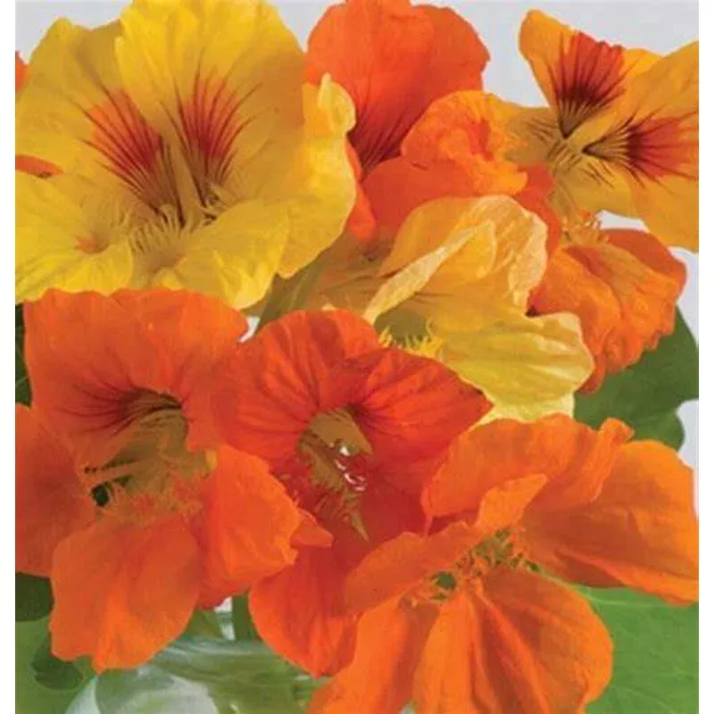 Nasturtium ‘Kaleidescope Mix’