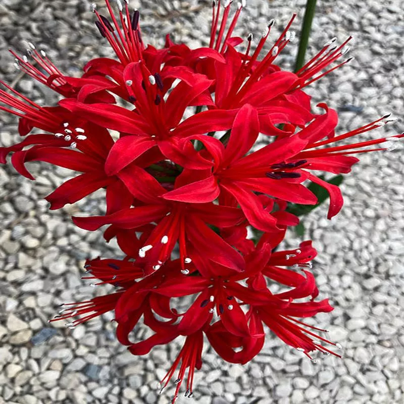 nerine-cardinal-39 NERINE ‘CARDINAL’ 39