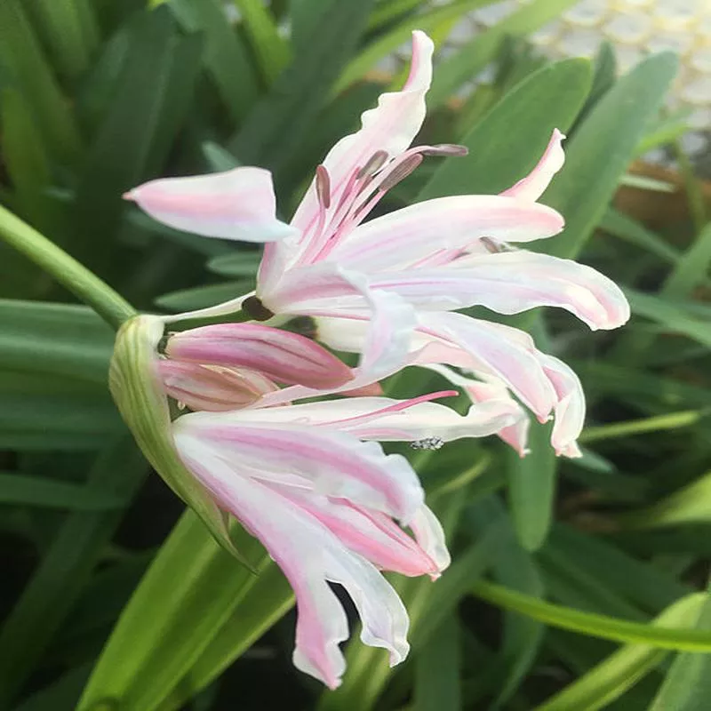 NERINE ‘IMAN’ 285