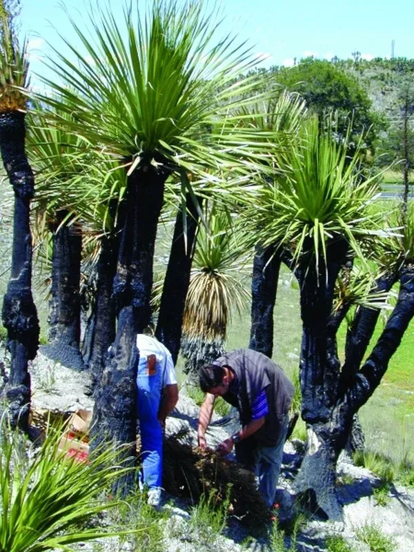Nolina parviflora coll. #D12-41