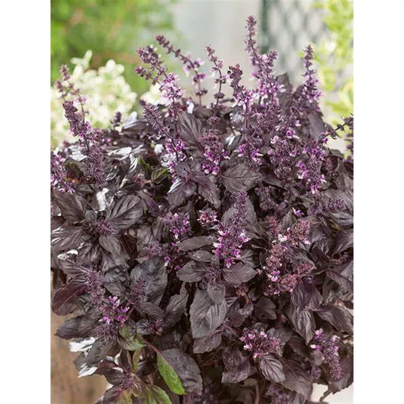 ocimum-red-rubin-basil Ocimum ‘Red Rubin’ – Basil