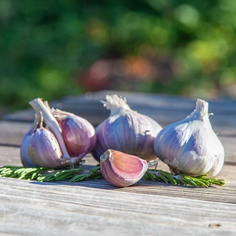 Organic Romanian Red Garlic (lb)