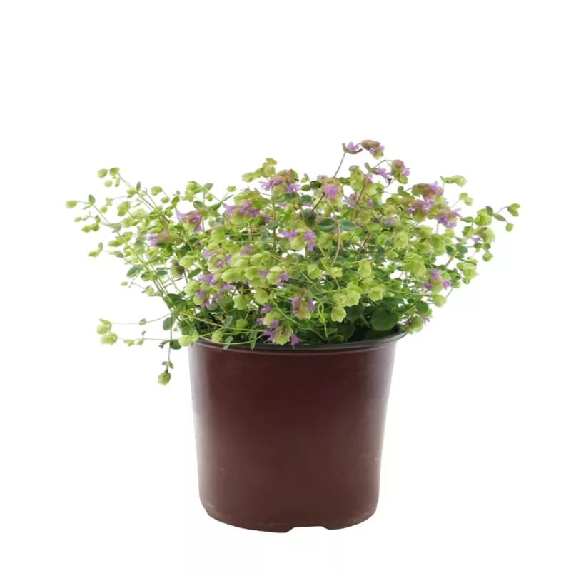 Origanum ‘Amethyst Falls’